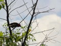 Black collared barbet looking down from a dizzy height