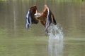 Black-collared Hawk catching fish