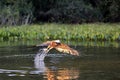 Black-collared Hawk Catching a Fish