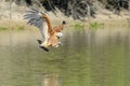 Black-collared Hawk catching fish catching fish