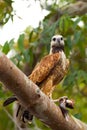 Black Collared Hawk with Fish Royalty Free Stock Photo