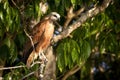 A Black Collared Hawk Intently Watching his Prey Royalty Free Stock Photo
