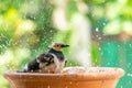 Black-collared Myna bathing in a round clay tray of water