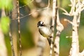 Black-collared Starling bird (Sturnus nigricollis) standing on the branch Royalty Free Stock Photo