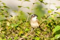 Black-collared Starling bird (Sturnus nigricollis) standing on the branch Royalty Free Stock Photo