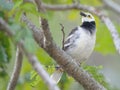 Black-collared Starling bird (Sturnus nigricollis) standing on the branch Royalty Free Stock Photo