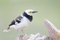 Black-collared Starling bird (Sturnus nigricollis) standing on the branch