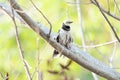 Black-collared Starling bird (Sturnus nigricollis) standing on the branch Royalty Free Stock Photo