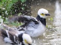 Black-collared Starling bird (Sturnus nigricollis) standing on the branch Royalty Free Stock Photo