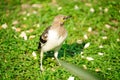 Black-collared Starling bird (Sturnus nigricollis) standing on the branch Royalty Free Stock Photo