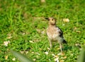 Black-collared Starling bird (Sturnus nigricollis) standing on the branch Royalty Free Stock Photo