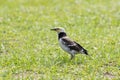 Black collared starling birds feeding on green grass field Royalty Free Stock Photo