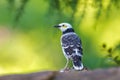 Black-collared Starling perching on stone