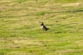 Black-collared Starling is standing on the grass, it looks like a gentlemen wearing a suit.