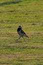 Black-collared Starling is walking on the grass, it looks like a gentlemen wearing a suit.