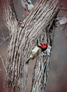 Black Collored Barbet