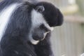 A Black and Colobus Monkey