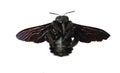 Black color bumble bee spreading its wings in flight Royalty Free Stock Photo