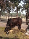 Black color cow eating grass