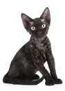 Black color Devon Rex cat Royalty Free Stock Photo