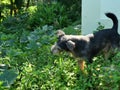 Black color dog chewing and eating grass at green forest Royalty Free Stock Photo