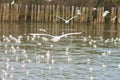 Black color at end of wing from white seagull background soft focus fly