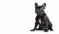 Black color French Bulldog, expressive face and muscular build on isolated white background