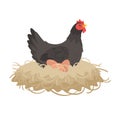 Black color hen sitting in the nest Royalty Free Stock Photo