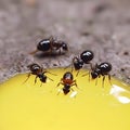 Black ants eating honey drop. Concept of teamwork or hardworking or unity