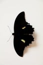 Black colored butterfly with a cream spot on its wings against white background Royalty Free Stock Photo