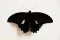 Black colored butterfly with a cream spot on its wings against white background Royalty Free Stock Photo