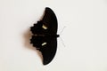 Black colored butterfly with a cream spot on its wings against white background Royalty Free Stock Photo