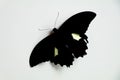 Black colored butterfly with a cream spot on its wings against white background Royalty Free Stock Photo