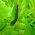 Black colored caterpillar in green leaves. Royalty Free Stock Photo