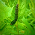 Black colored caterpillar in green leaves. Royalty Free Stock Photo