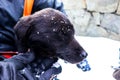 The black colored dog held in the hands of a person with some of his face covered with snow. focus on dog and handgloves