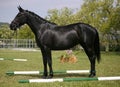 Black colored horse posing on pasture summertime