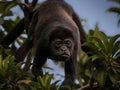 A black colored Howler monkey in the tree tops in Costa Rica.