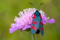 Black colored red dotted butterfly called zygaenidae sitting on lilac flower on green blurred summer background. Royalty Free Stock Photo