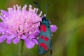 Black colored red dotted butterfly called zygaenidae sitting on pink flower on green blurred summer Royalty Free Stock Photo