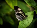 Black colorful butterfly landing on green flowers in a garden