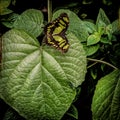 Black colorful butterfly landing on green leaf in a garden