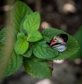 Black colorful butterfly landing on green leaf in a garden