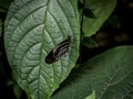 Black colorful butterfly landing on green leaf in a garden