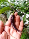 Black colour attractive chillies verity