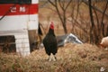 Black colour hens