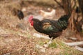 Black colour hens Royalty Free Stock Photo