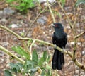 Black colour singing bird popularly known as Koel
