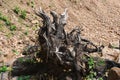 Black colour Uprooted Tree Root with defined pattern