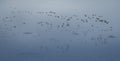 Black coloured birds in flight on monotone blue toned background